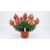 Leeuwenbek gemengde kleuren | 10 cm pot | ca. 10 tot 20 cm hoog | per stuk