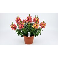 Antirrhinum majus | Leeuwenbek gemengde kleuren | 10 cm pot | ca. 10 tot 20 cm hoog | verkoop per stuk