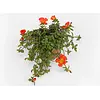 Portulaca grandiflora Porto Grande Scarlet | 17 cm hoog | 12 cm pot