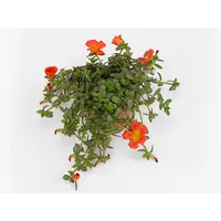 Portulaca grandiflora Porto Grande Scarlet | Rode portulaca | 17 cm hoog | 12 cm pot | Zomerbloeier voor zon