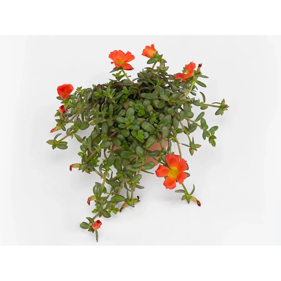 Portulaca grandiflora Porto Grande Scarlet | Rode portulaca | 17 cm hoog | 12 cm pot | Zomerbloeier voor zon