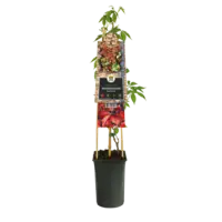 Parthenocissus quinquefolia 'Engelmannii' | wilde wingerd | 60 cm hoog | In 14 cm pot | Zelfhechtende klimplant