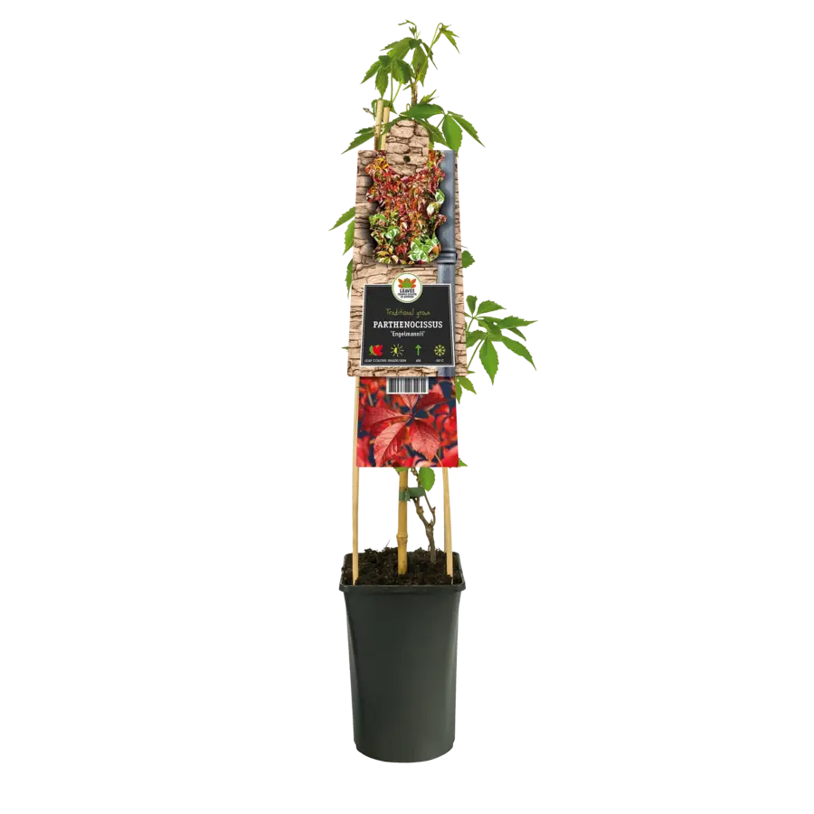 Parthenocissus quinquefolia 'Engelmannii' | wilde wingerd | 60 cm hoog | In 14 cm pot | Zelfhechtende klimplant