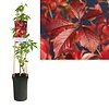 Parthenocissus quinquefolia 'Engelmannii' | wilde wingerd | 60 cm hoog | 14 cm pot