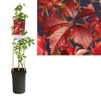 Parthenocissus quinquefolia 'Engelmannii' | wilde wingerd | 60 cm hoog | In 14 cm pot | Zelfhechtende klimplant