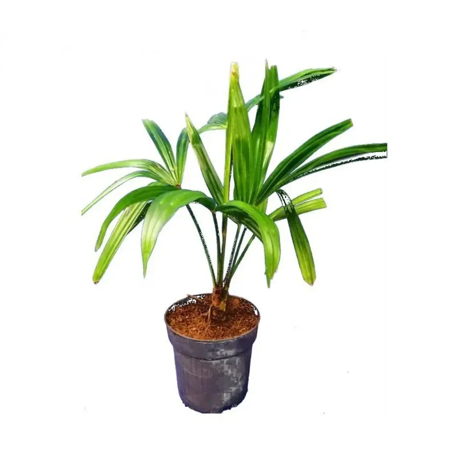 Trachycarpus fortunei (Chinese waaierpalm) | 30 cm hoog | In 9 cm pot | Winterharde palm voor tuin en terras
