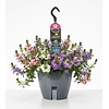Scaevola aemula | Waaierbloem mix | 21 cm hangpot | ca. 25 cm hoog | Per stuk