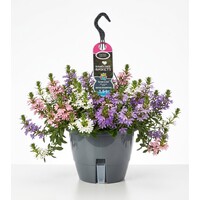Scaevola aemula (waaierbloem of elfenwaaier) mix | 21 cm hangpot | ca. 25 cm hoog | Verkoop per stuk | Diverse kleuren
