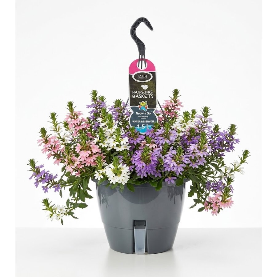Scaevola aemula (waaierbloem of elfenwaaier) mix | 21 cm hangpot | ca. 25 cm hoog | Verkoop per stuk | Diverse kleuren