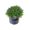 Thymus vulgaris Precompa | Tijm | 20 cm hoog | 14 cm pot