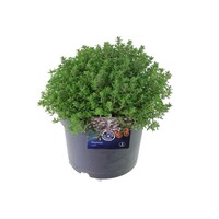 Thymus vulgaris Precompa tijm | ca. 20 cm hoog | In 14 cm pot | Compact aromatisch keukenkruid