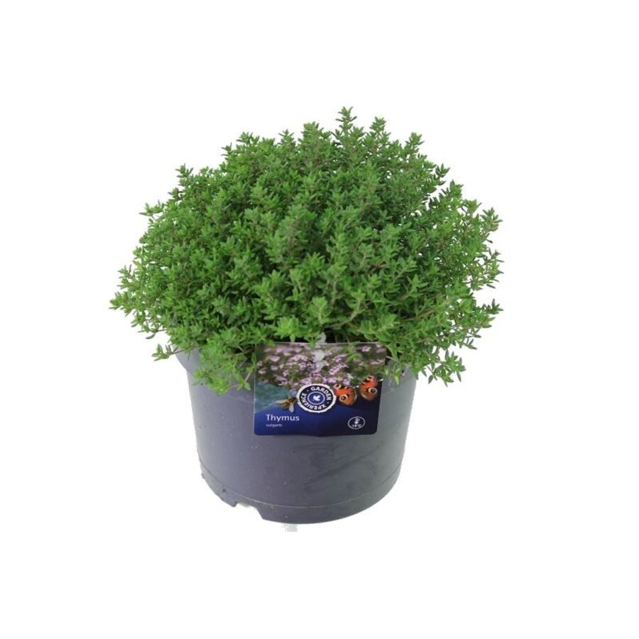 Thymus vulgaris Precompa tijm | ca. 20 cm hoog | In 14 cm pot | Compact aromatisch keukenkruid