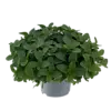 Origanum Vulgare Compactum | Oregano | ca. 15 cm hoog | 14 cm pot