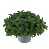 Origanum Vulgare Compactum | Compacte oregano in 14 cm pot | Aromatische kruidenplant voor tuin, balkon en terras