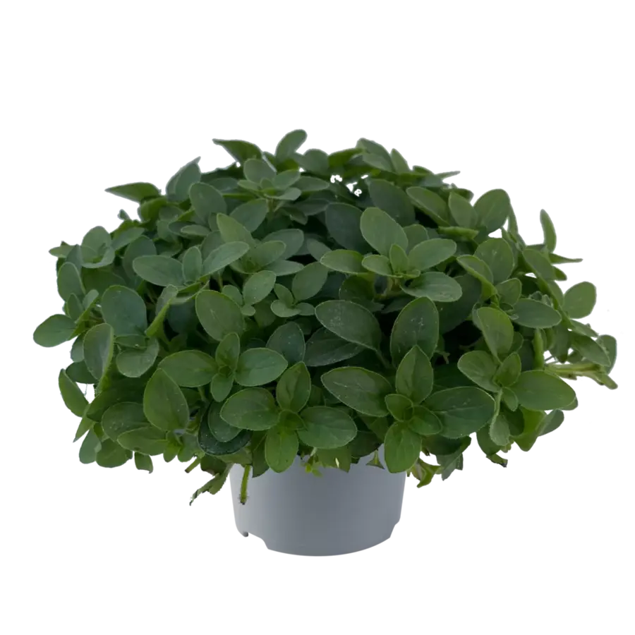 Origanum Vulgare Compactum | Compacte oregano in 14 cm pot | Aromatische kruidenplant voor tuin, balkon en terras