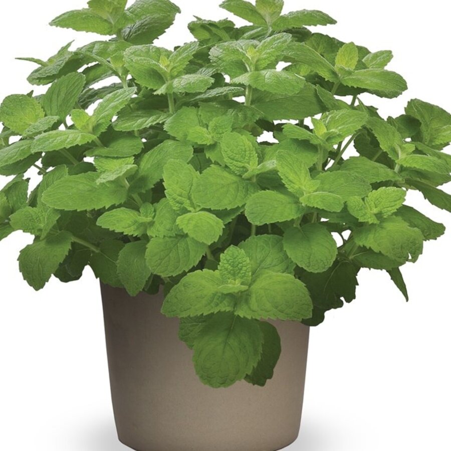 Mentha suaveolens Applemint (appelmunt) | 25 cm hoog | In 14 cm pot | Aromatische kruidenplant