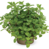 Mentha x piperita | Pepermunt | 25 cm hoog | 14 cm pot