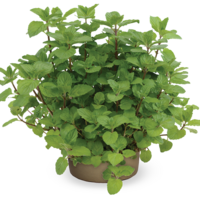 Mentha x piperita pepermunt | 25 cm hoog | In 14 cm pot | Sterke aromatische kruidenplant