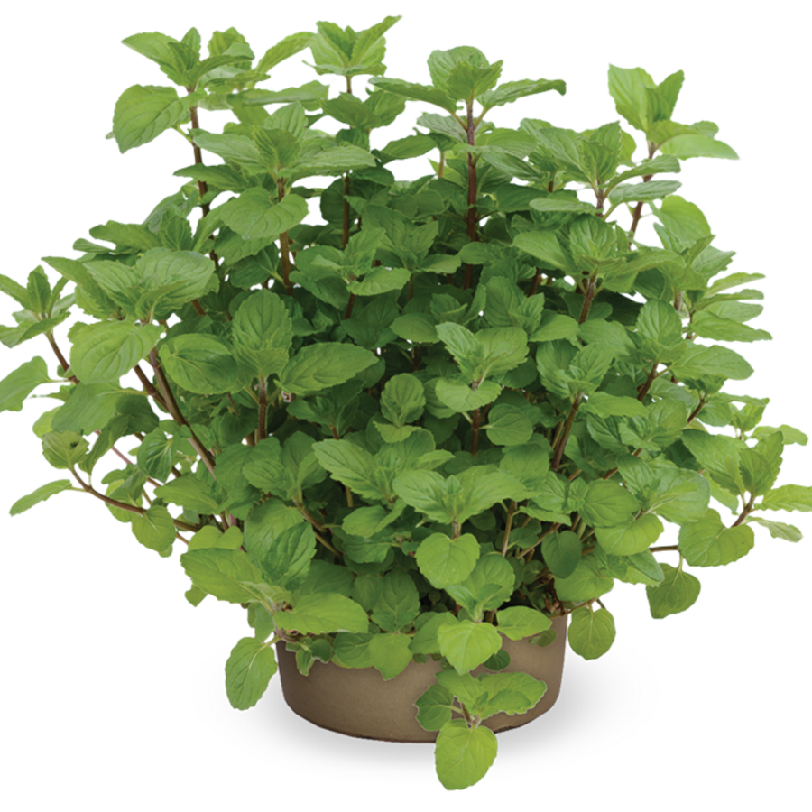 Mentha x piperita pepermunt | 25 cm hoog | In 14 cm pot | Sterke aromatische kruidenplant