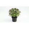 Ocimum basilicum African Blue | 14 cm pot | ca. 30 cm hoog