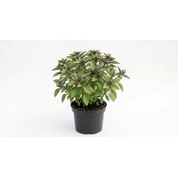 Ocimum basilicum African Blue | 14 cm pot | ca. 30 cm hoog | paarsbloeiende kruidenplant