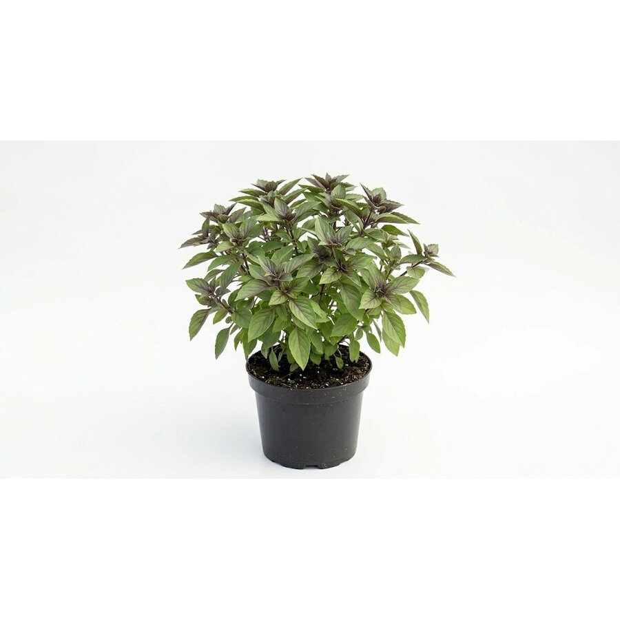 Ocimum basilicum African Blue | 14 cm pot | ca. 30 cm hoog | paarsbloeiende kruidenplant