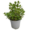 Mentha spicata Moroccan | Marokkaanse munt | 25 cm hoog | 14 cm pot