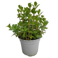 Mentha spicata Moroccan (Marokkaanse munt) | 25 cm hoog | In 14 cm pot | Winterharde kruidenplant
