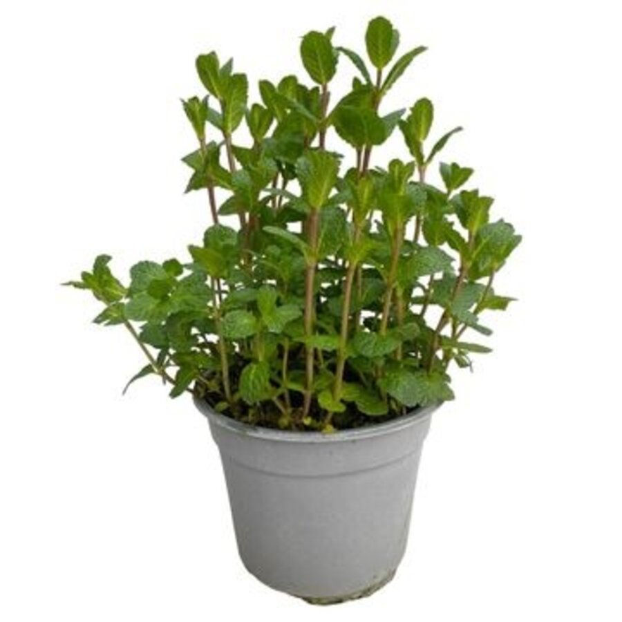 Mentha spicata Moroccan (Marokkaanse munt) | 25 cm hoog | In 14 cm pot | Winterharde kruidenplant