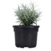 Kerrieplant | Kerrie kruid | 10 cm pot | ca. 10 tot 15 cm hoog