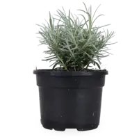Kerrieplant | Kerrie kruid | 10 cm pot | ca. 10 tot 15 cm hoog | Aromatische kruidenplant