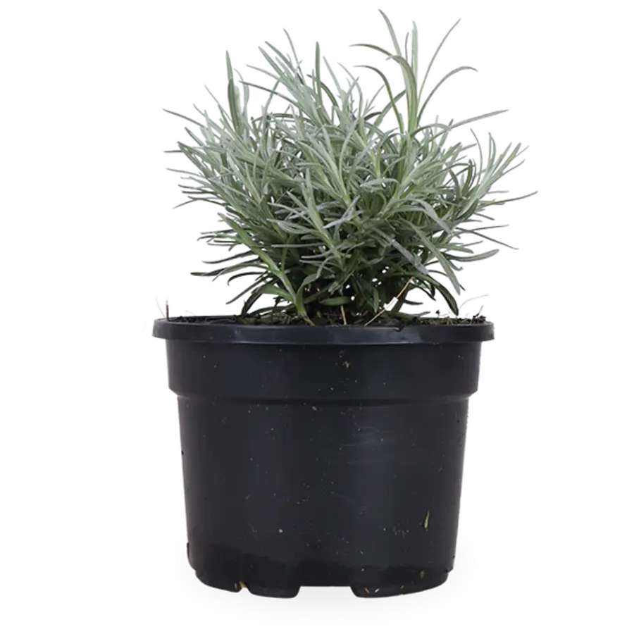 Kerrieplant | Kerrie kruid | 10 cm pot | ca. 10 tot 15 cm hoog | Aromatische kruidenplant