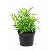 Franse dragon | 10 cm pot | 15 tot 25 cm hoog