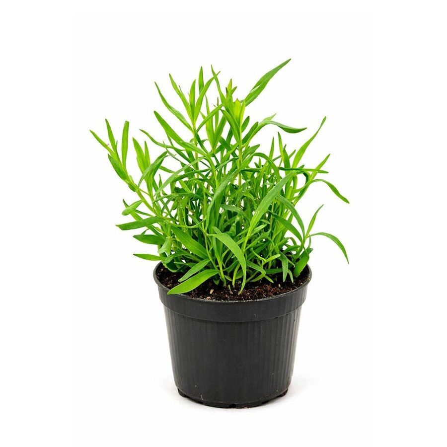 Franse dragon | Artemisia dracunculus | 15 tot 25 cm hoog | In 10 cm pot | Aromatische kruidenplant