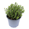 Citroentijm | Thymus citriodorus | ca. 15 cm hoog | 10 cm pot