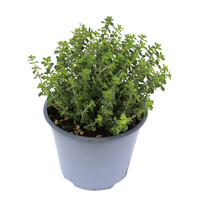 Citroentijm (Thymus citriodorus) | ca. 15 cm hoog | In 10 cm pot | Fris geurende kruidenplant