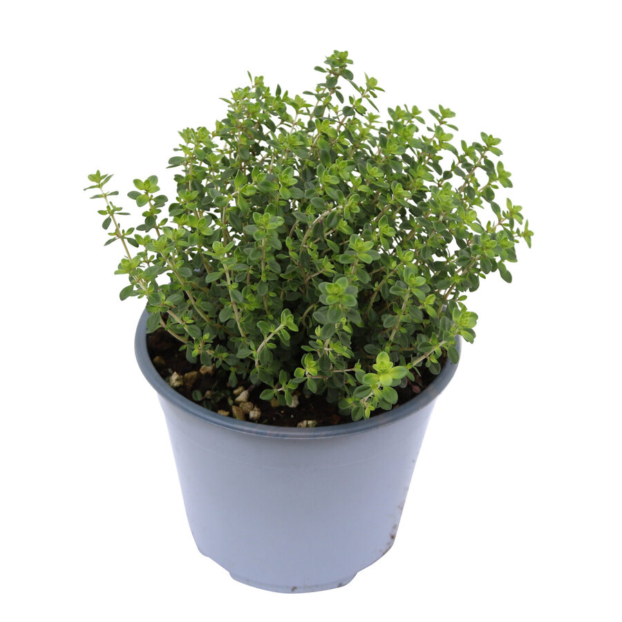 Citroentijm (Thymus citriodorus) | ca. 15 cm hoog | In 10 cm pot | Fris geurende kruidenplant