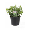 Spicy Oregano | 10 cm pot | ca. 10 tot 20 cm hoog
