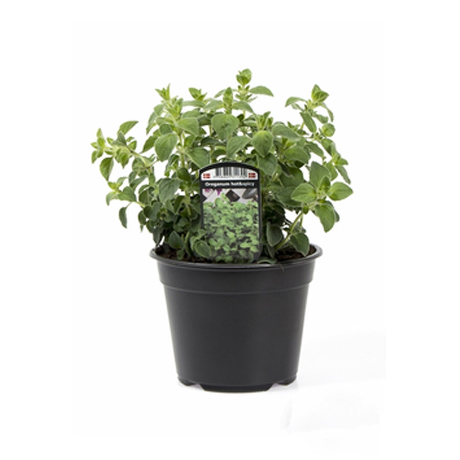 Spicy Oregano (Origanum vulgare ‘Hot & Spicy’) | 10 cm pot | ca. 10 tot 20 cm hoog | Pittig keukenkruid