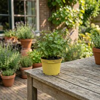 Mentha x piperita Citroenmint | Citroenmunt plant | Ca. 15 tot 25 cm hoog | In 11 cm bio afbreekbare pot