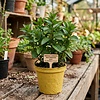 Mentha x piperita Multimentha | Pepermunt | 15 tot 25 cm hoog | 11 cm bio afbreekbare pot
