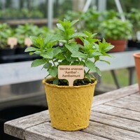 Mentha arvensis Aardbei Mint | Aardbeimunt | 10 tot 20 cm hoog | In 11 cm bio afbreekbare pot