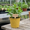 Mentha spicata Moroccan Summer | 11 cm bio afbreekbare pot | ca. 25 cm hoog