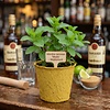 Mentha nervosa Mojito | Mojitomunt | 11 cm bio afbreekbare pot | ca. 15 cm hoog