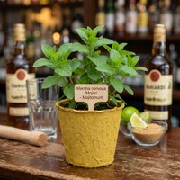 Mentha nervosa 'Mojito' | Mojitomunt | Ca. 15 cm hoog | In 11 cm bio afbreekbare pot | Frisse kruidenplant
