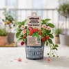 Aardbei Pink Wonder | 16 cm pot | 20 cm hoog