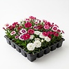 Tray anjers mix | 24 planten | 6 cm pot | ca. 10 cm hoog