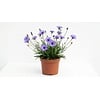 Catananche caerulea | blauwe strobloem | 15 cm pot | ca. 15 tot 25 cm hoog