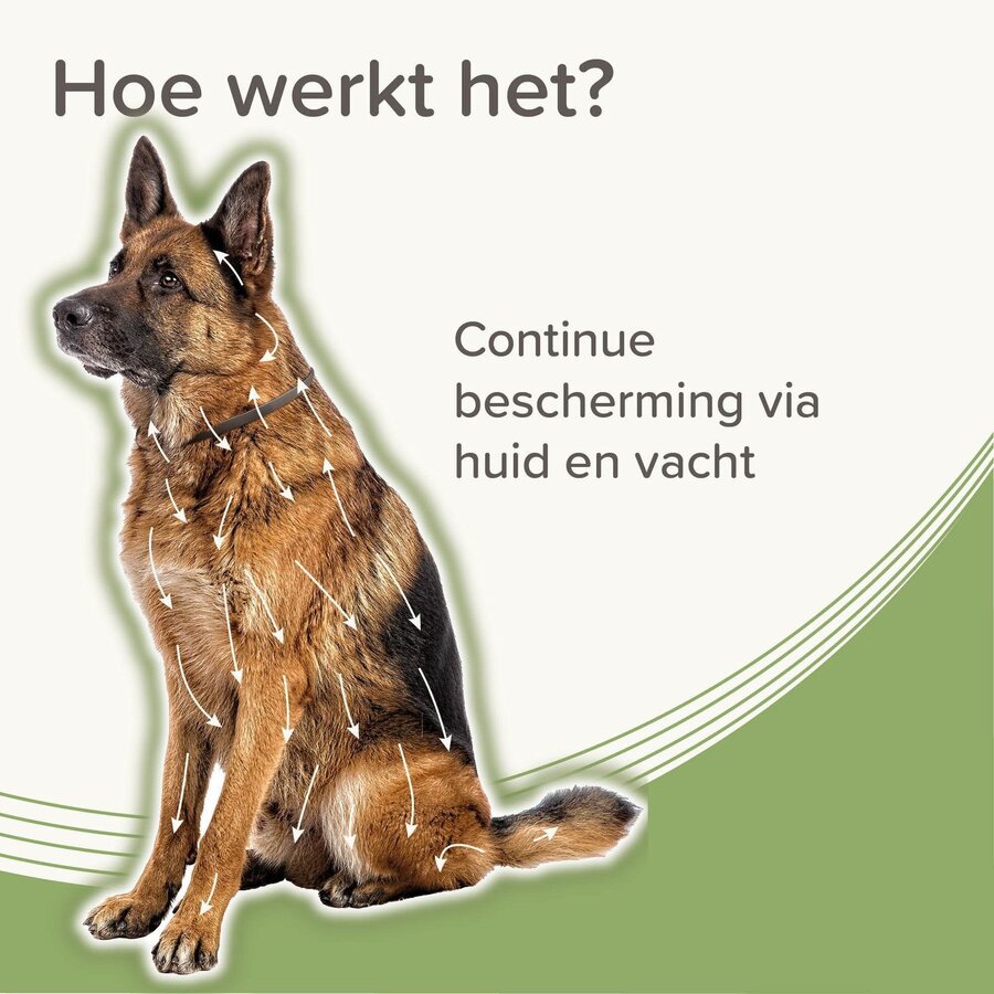 Medicinale halsband hond vanaf 8 kg 70 cm tegen vlooien teken en zandvliegen