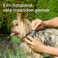Medicinale halsband hond vanaf 8 kg 70 cm tegen vlooien teken en zandvliegen